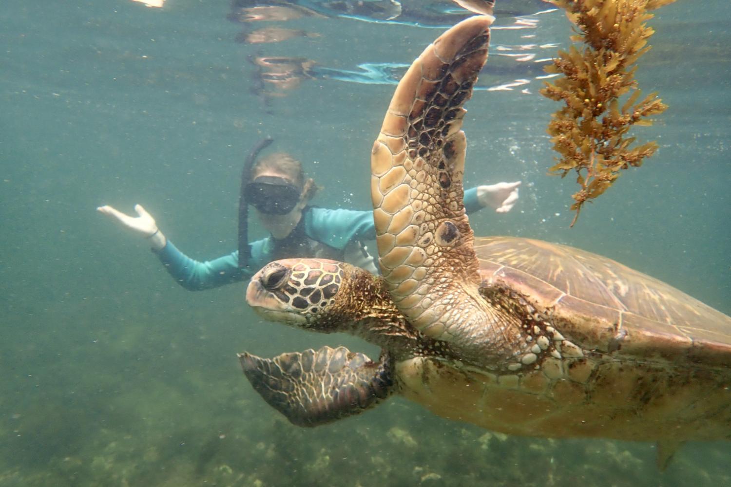 一名<a href='http://3hnt.ngskmc-eis.net/'>全球十大赌钱排行app</a>学生在Galápagos群岛游学途中与一只巨龟游泳.
